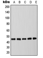 C/EBP alpha (Phospho-T226) Antibody