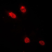 CEBPD antibody