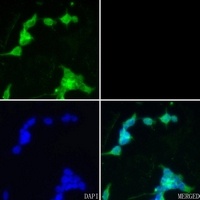 Anti-CHAT Antibody