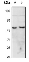 CHRNA7 Antibody