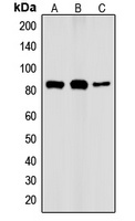 IKK alpha (Phospho-T23) Antibody