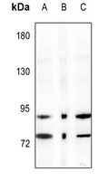 IKK alpha Antibody