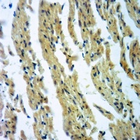 CLCN4 antibody