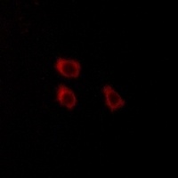 CLCN4 antibody