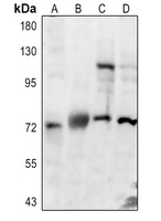 CLCN7 Antibody