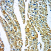 CNGA2 antibody