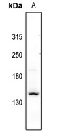 Collagen 11 alpha 1 Antibody