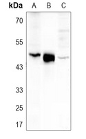 Carboxypeptidase A1 Rabbit Polyclonal Antibody