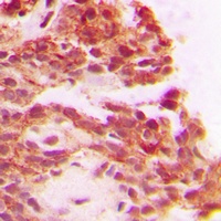Carboxypeptidase A1 Rabbit Polyclonal Antibody