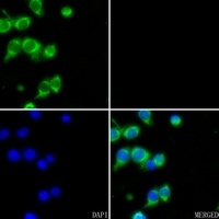 Carboxypeptidase A1 Rabbit Polyclonal Antibody