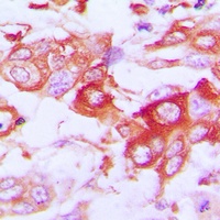 Anti-Claudin 7 Antibody