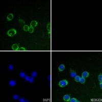 Anti-Claudin 7 Antibody
