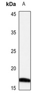 CRABP2 Antibody