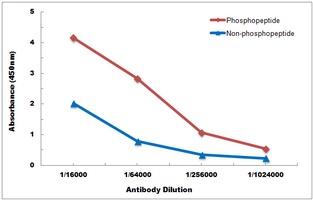 Anti-CREB (Phospho-S133) Antibody