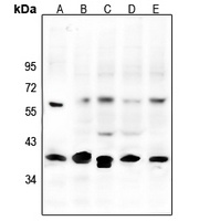 CREB Rabbit Polyclonal Antibody