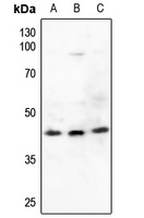 CREB Antibody