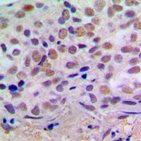 CREB1 antibody