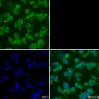 CREB1 antibody