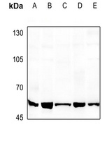 ATF2 Antibody