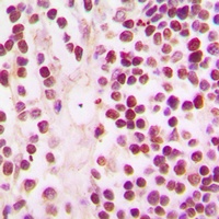 Anti-CBP Antibody