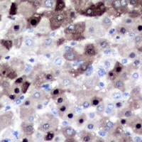 Anti-XPO2 Antibody