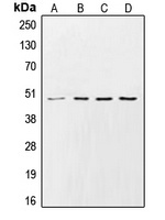 CK1 gamma 2 Antibody