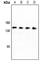 Neurocan Rabbit Polyclonal Antibody