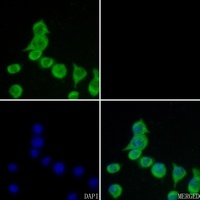 Anti-CSRP1 Antibody