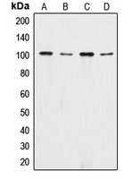 Catenin alpha 1/2 Antibody