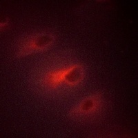 Catenin alpha 1/2 Antibody