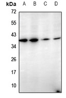 Cathepsin G Antibody