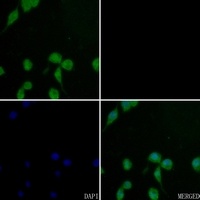 Cathepsin G antibody