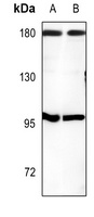 CUX1 Antibody