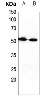CXADR Antibody