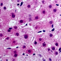 Anti-Cytochrome b5A Antibody