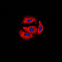 Anti-Cytochrome b5A Antibody