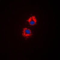 Anti-Cytochrome P450 1A1/2 Antibody