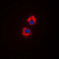 CYP1A1 antibody