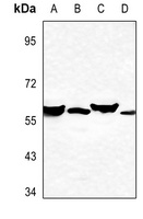 Cytochrome P450 2A7 Antibody