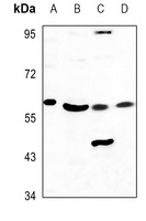 Cytochrome P450 3A7 Rabbit Polyclonal Antibody