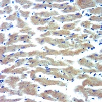 Anti-Cytochrome P450 3A7 Antibody