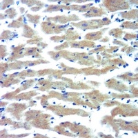 CYP3A7 antibody