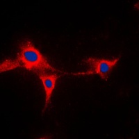 CYP2A13 antibody