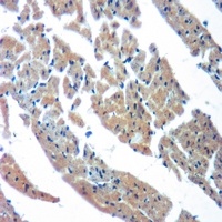 Cytochrome P450 2C9 Antibody