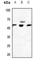 Cytochrome P450 2D6 Antibody