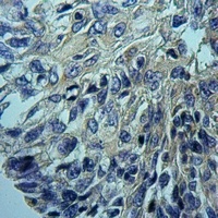 Anti-Cytochrome P450 2D6 Antibody