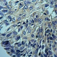 CYP2D6 antibody