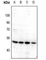 Cytochrome P450 2D6 Antibody