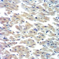 Cytochrome P450 2D6 Antibody