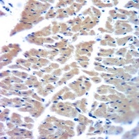 Anti-Cytochrome P450 2D6 Antibody